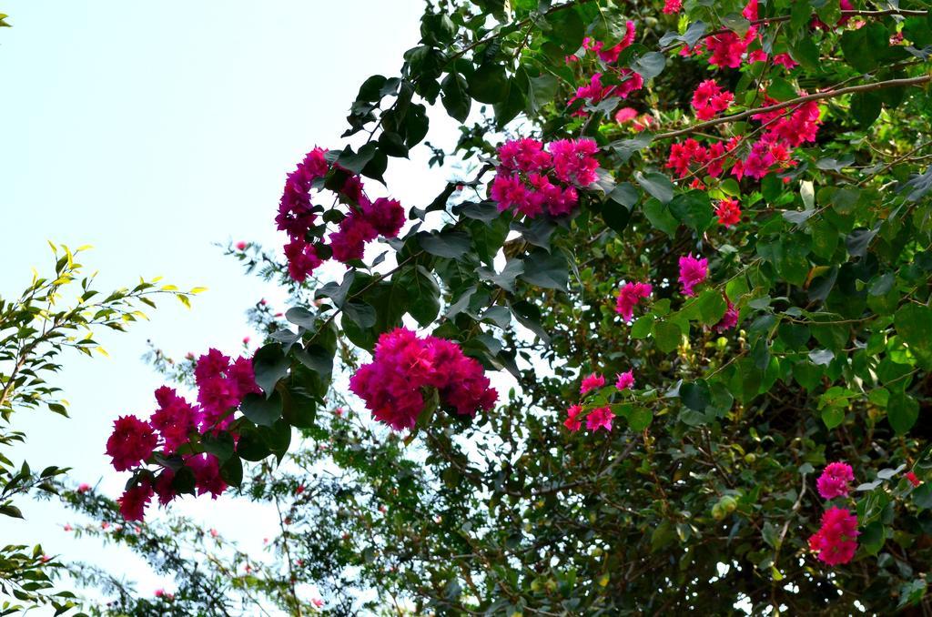 Mum'S Garden Resort Pokhara Extérieur photo